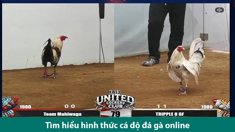 Bí quyết cá độ đá gà trực tuyến thắng chắc từ những cao thủ gà độ 1 Bí quyết cá độ đá gà trực tuyến thắng chắc từ những cao thủ gà độ